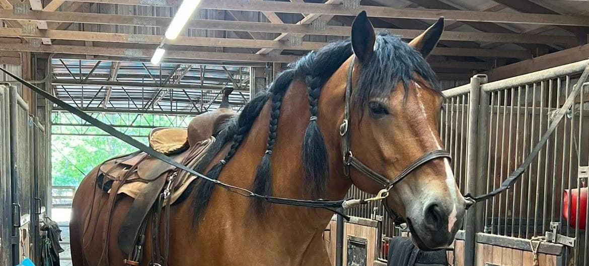 向人类最古老、最忠诚的伙伴—马致敬