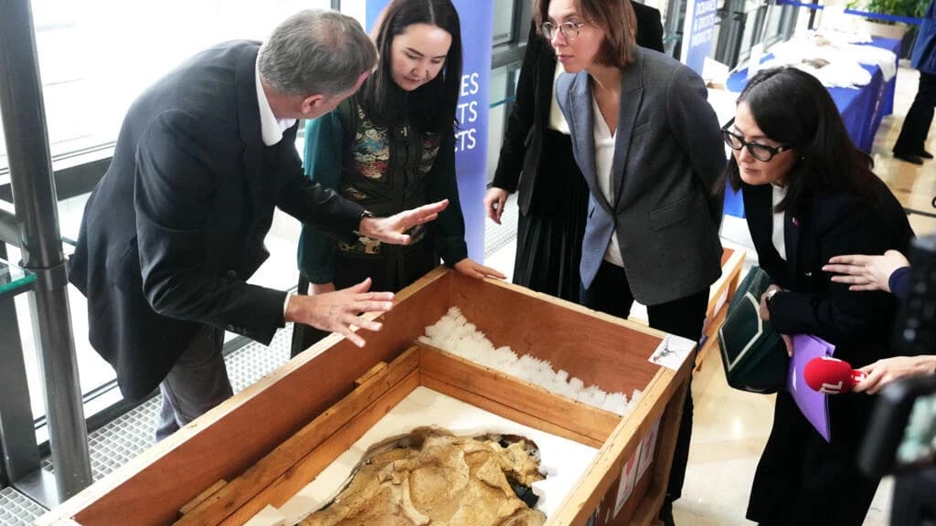 法国将一副7000万年近乎完整的暴龙近亲骨架归还蒙古国
