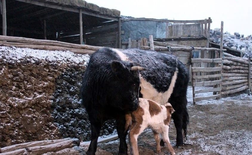 蒙古国牲畜总量达5810万