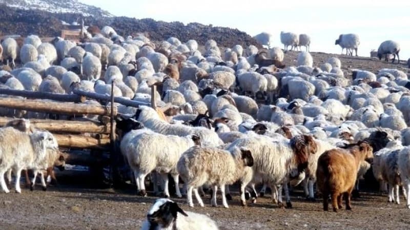 In 2025, a total of 58.1 million livestock were counted nationwide