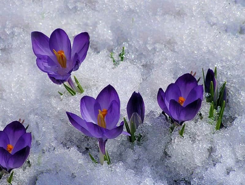 Өнөөдөр унших шүлэг – Хавар