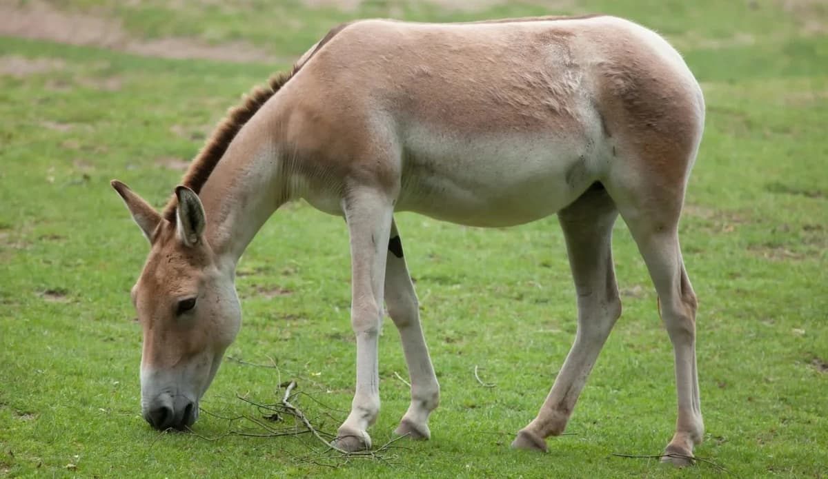 'An extraordinary conservation breakthrough': Asiatic wild ass returns to Mongolia after 65 years