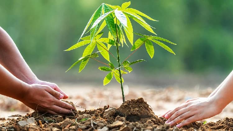 Mongolia plants 140 mln trees since 2021 to combat desertification