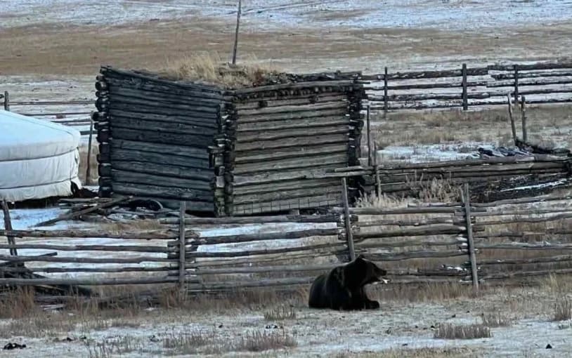 Mongolia records 62 bear-related incidents